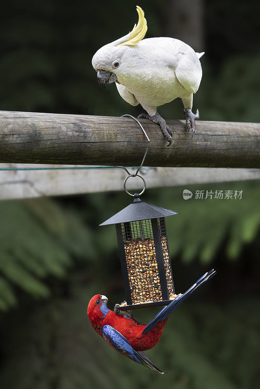 硫磺凤头鹦鹉(Cacatua galerita)